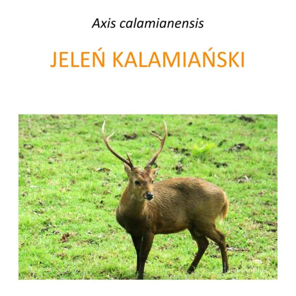 Program ochrony jelenia kalamiańskiego