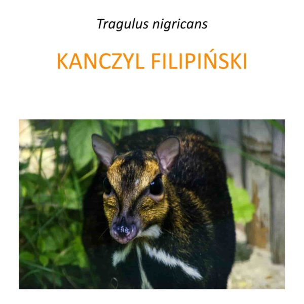 Program ochrony kanczyla filipińskiego