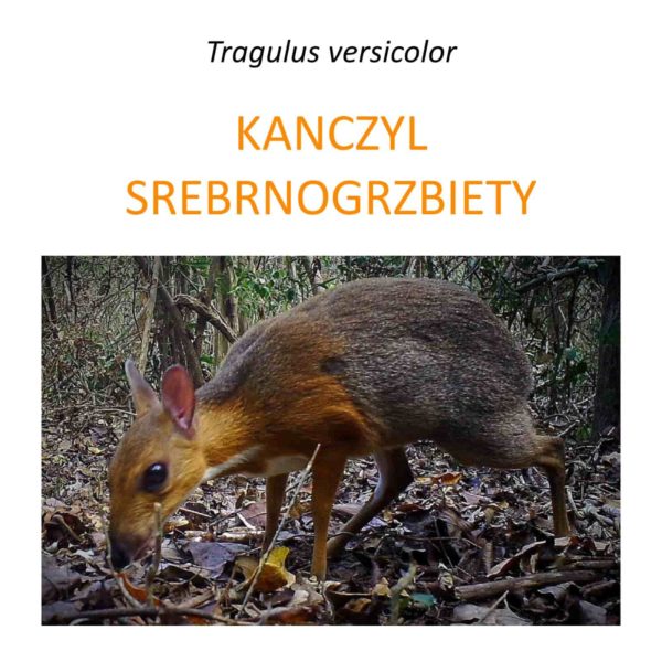 Projekt ochrony kanczyla srebrnogrzbietego w Wietnamie