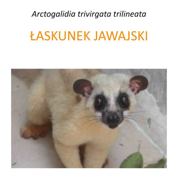 Program badań i hodowli łaskunka jawajskiego