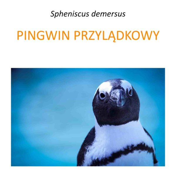 Program ochrony pingwinów przylądkowych