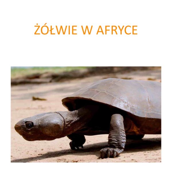 Program ochrony żółwi w Afryce