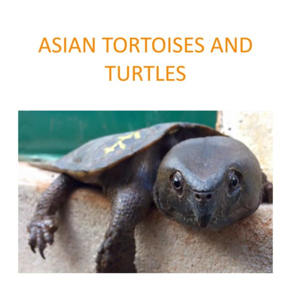 Conservation of Asian Testudines