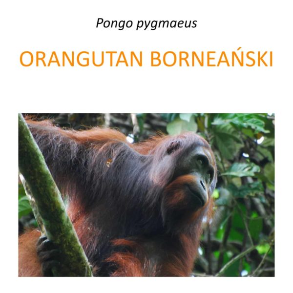 Program ochrony orangutanów na Borneo