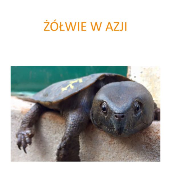 Program ochrony żółwi w Azji