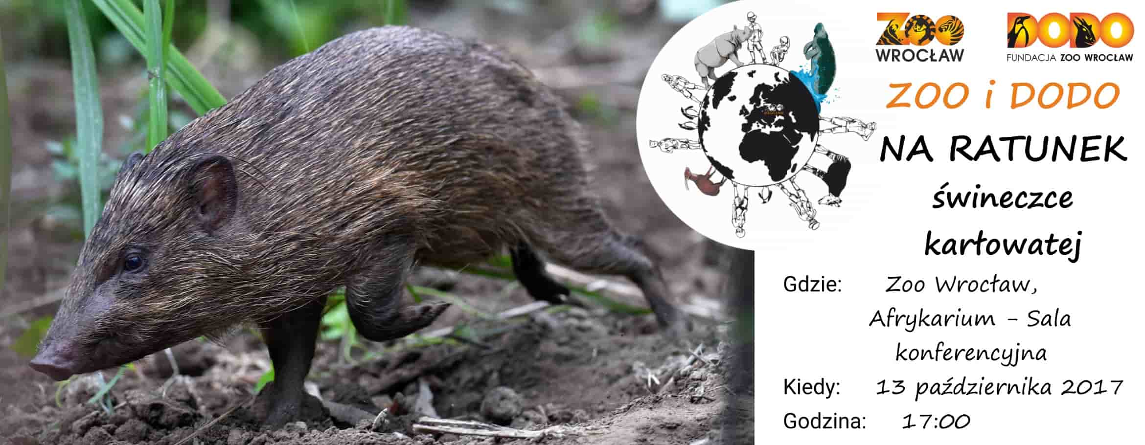 Zoo i Dodo na ratunek świneczce karłowatej