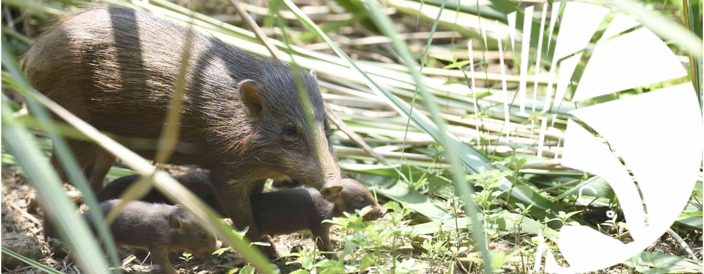 Świneczki karłowate w “lockdownie” – zagraża im afrykański pomór świń