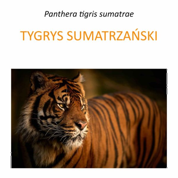 Projekt ochrony tygrysa sumatrzańskiego