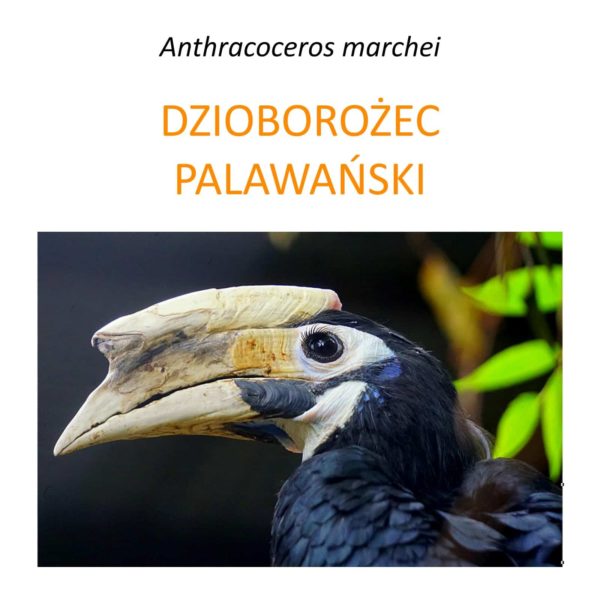 Program ochrony dzioborożca palawańskiego