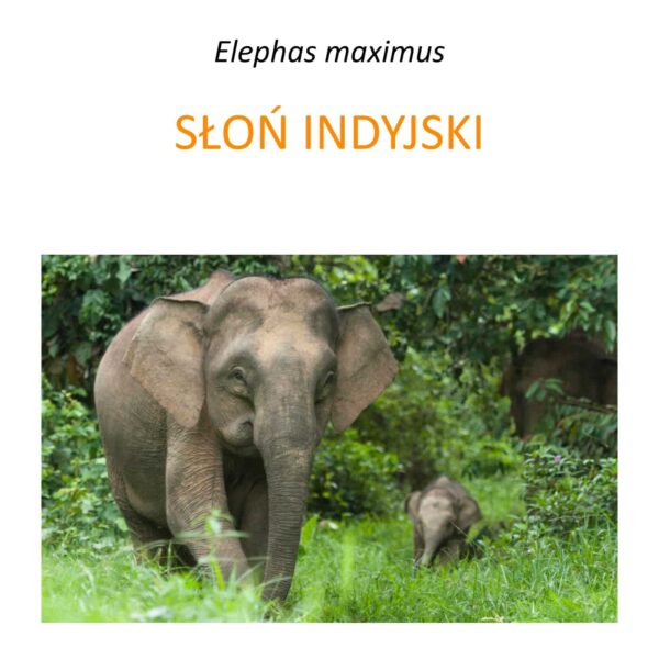 Program ochrony słoni indyjskich na Borneo